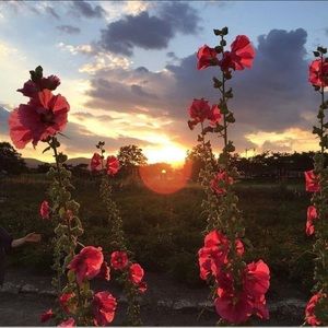 Meet your Posher, Esmeralda